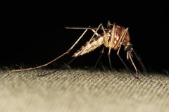 Aedes cinereus