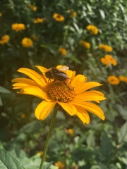Bombus