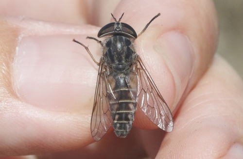 Tabanus stonei