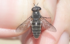 Apatolestes comastes
