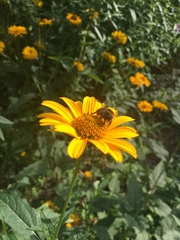 Bombus