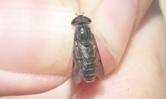 Apatolestes comastes