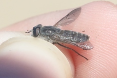 Apatolestes comastes