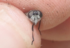 Apatolestes comastes