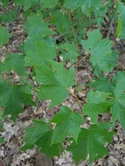 Acer leucoderme