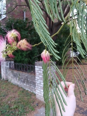 Albizia