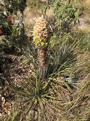 Puya membranacea