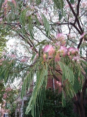 Albizia