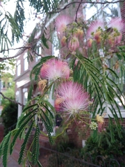 Albizia