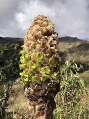 Puya membranacea