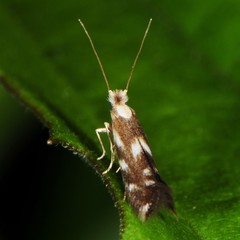Bucculatrix cuneigera