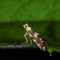 Bucculatrix cuneigera