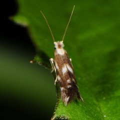 Bucculatrix cuneigera