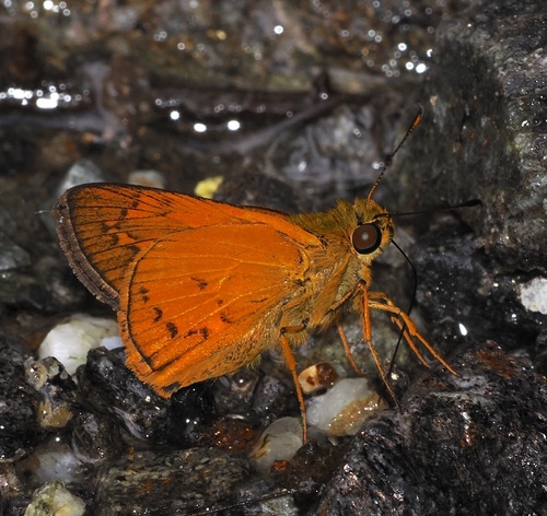 Telicota melanion