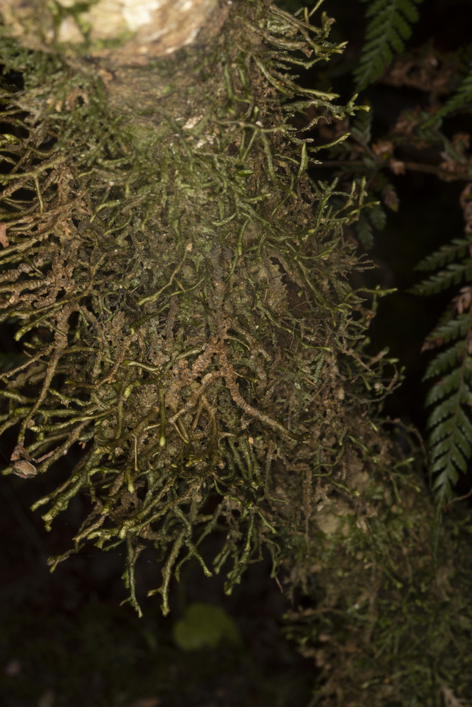 Porella crawfordii
