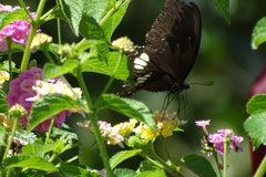 Papilio castor formosanus