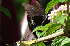 Papilio castor formosanus