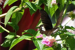 Papilio castor formosanus