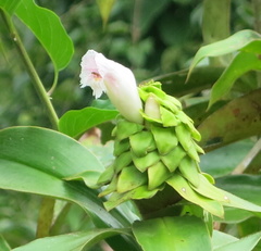 Costus asplundii