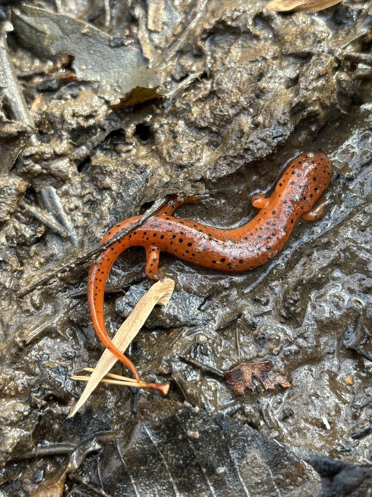 Mud Salamander from East, Winston-Salem, NC, US on November 24, 2024 at ...