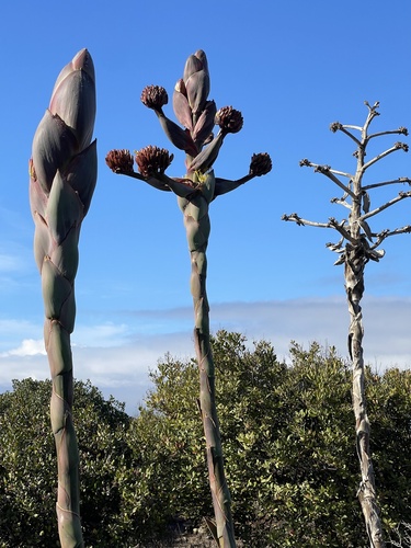 Shaw's Agave