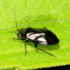 Slaterocoris
