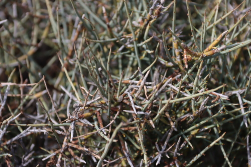 Image of Lacomucinaea lineata by (c) Tony Rebelo, some rights reserved (CC BY-SA)
