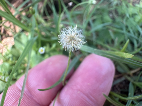Image of Erigeron bellioides by (c) Nick T., some rights reserved (CC BY-SA)