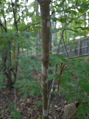 Acer leucoderme