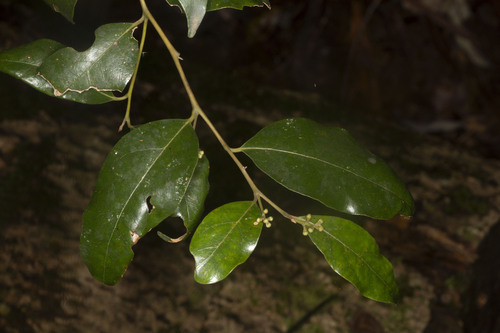 Cryptocarya nova-anglica observed 2024-11-24