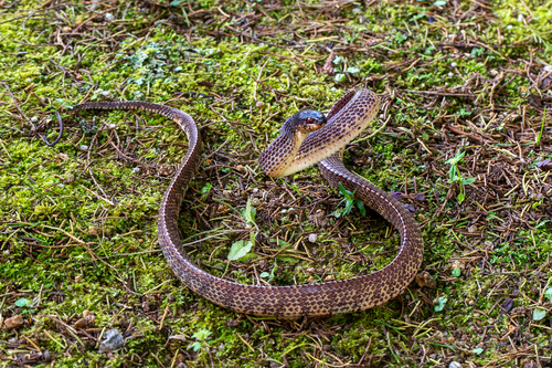 Asian Slug Snake, Asthenodipsas vertebralis