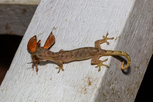Titiwangsa Slender Gecko