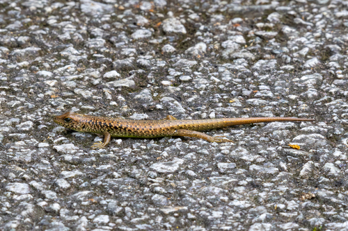 Perak Forest Skink, Sphenomorphus stellatus