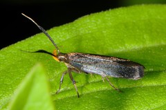 Dichomeris nonstrigella