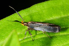 Dichomeris nonstrigella