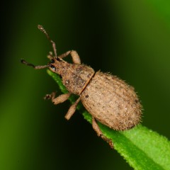 Phyxelis rigidus