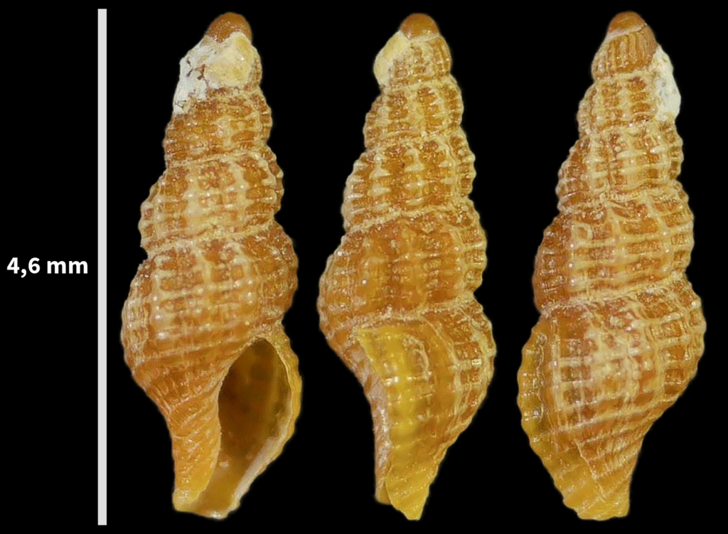 Least Whelk