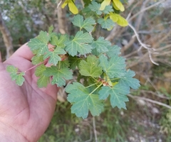 Acer glabrum