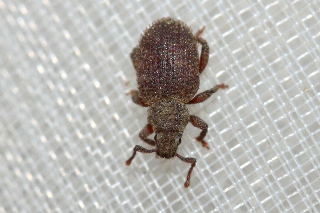 Cathormiocerus spinosus