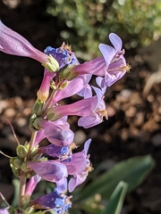 Penstemon pachyphyllus