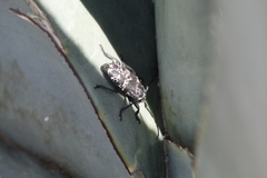Acanthoderes funeraria