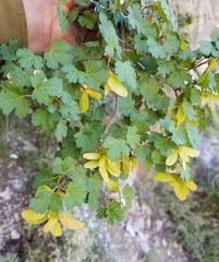 Acer glabrum