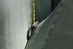 Acanthoderes funeraria
