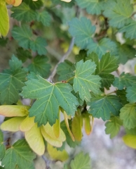 Acer glabrum