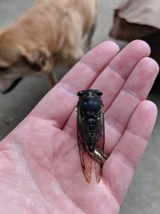 Neotibicen lyricen engelhardti