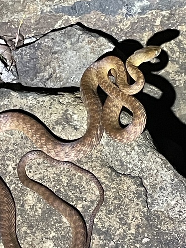 Brown Tree Snake sighting