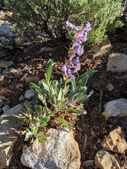 Penstemon pachyphyllus