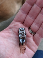 Neotibicen lyricen engelhardti