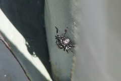 Acanthoderes funeraria