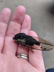 Neotibicen lyricen engelhardti